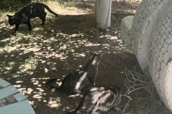 Algunos de los felinos que se encuentran en el lugar. 