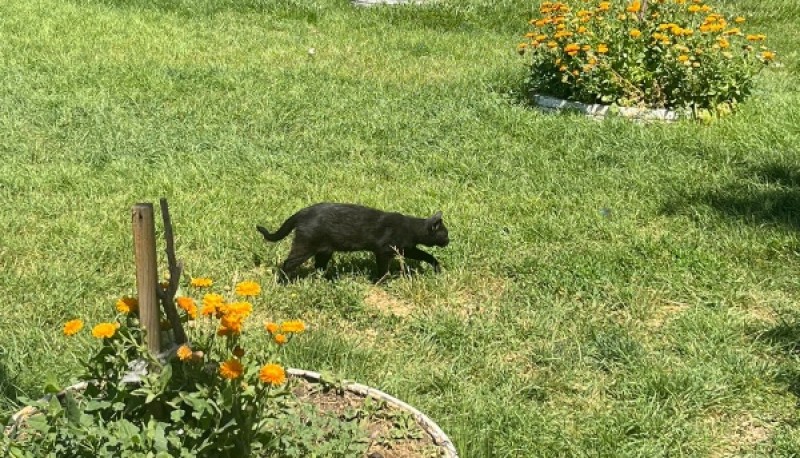 Algunos de los felinos que se encuentran en el lugar. 