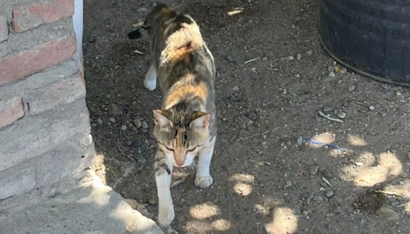 Algunos de los felinos que se encuentran en el lugar. 