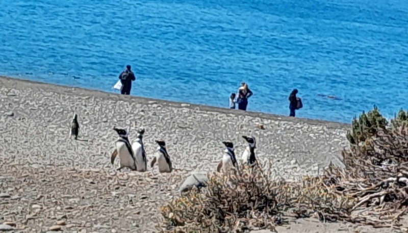 Imágenes en las que se observa a visitantes fuera de los senderos, interrumpiendo el hábitat de pingüinos.