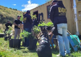 Desarticularon importante cultivo de marihuana camuflado en la legalidad