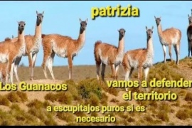 Los mejores memes de guanacos luego de los dichos de Bullrich