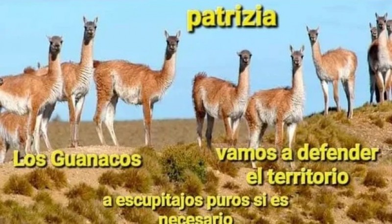 Los mejores memes de guanacos luego de los dichos de Bullrich