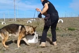 Entrenamiento del Can Kratos del Servicio Penitenciario