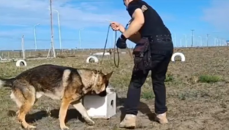 Entrenamiento del Can Kratos del Servicio Penitenciario 