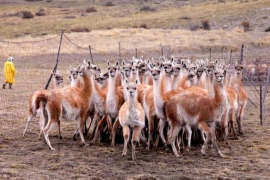 Chubut quiere seguir los pasos de Santa Cruz