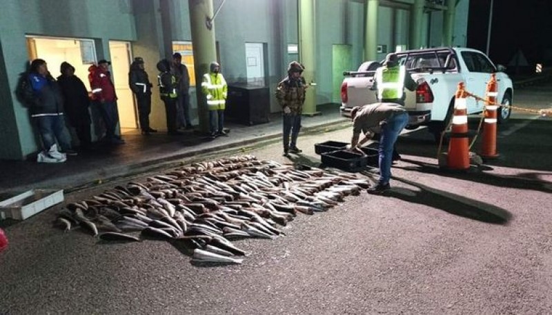 Gendarmería Nacional incautó más de 200 pescados 