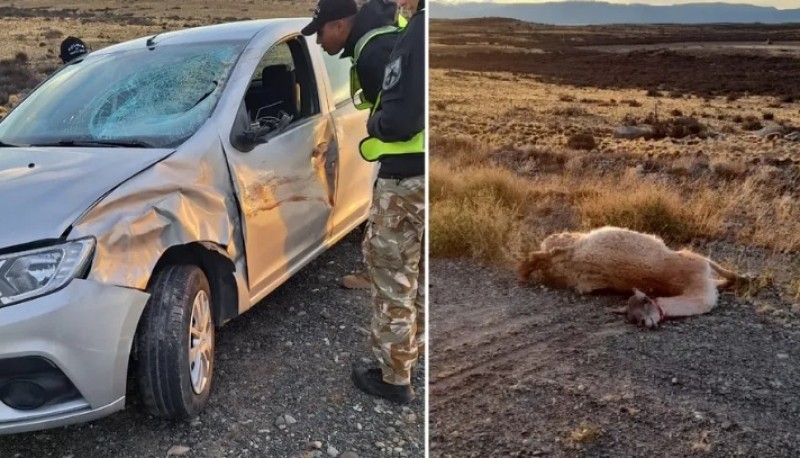 Un joven hospitalizado tras impactar contra un guanaco 