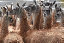 Se realizó proyecto de validación de estrategias para el manejo del guanaco