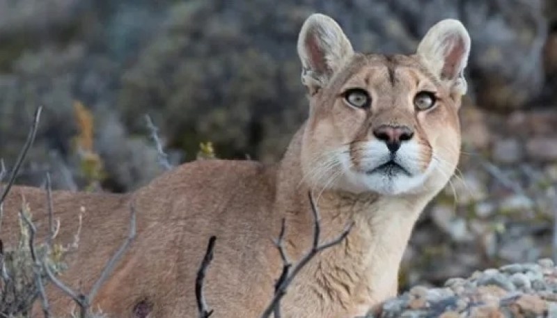 Se llevará a cabo el 1° Encuentro Provincial de Reflexión y Diálogo en Temática Ambiental y la No Caza Deportiva 