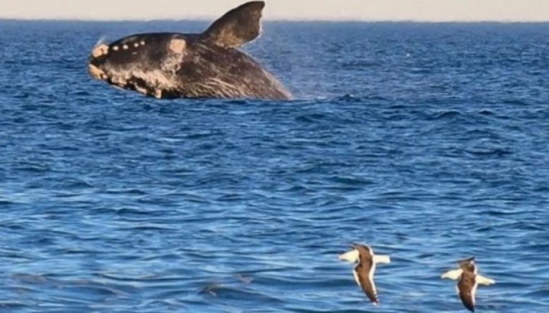 Una playa chubutense figura entre las 100 mejores del mundo