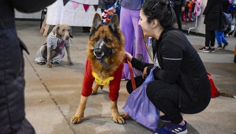 noticiaspuertosantacruz.com.ar - Imagen extraida de: https://www.tiemposur.com.ar/info-general/mas-de-70-castraciones-y-150-vacunaciones-en-la-expo-animal