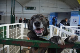 Exitosa Expo Animal: hubo más de 75 castraciones y 80 vacunaciones 