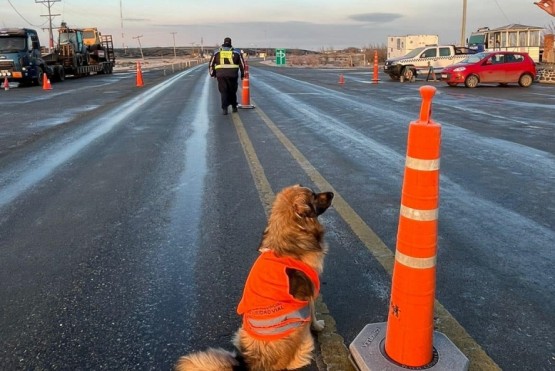 El mejor compañero del policía en un control