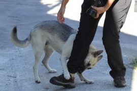 Se conformó la Unidad Centinela sobre mordeduras de perros