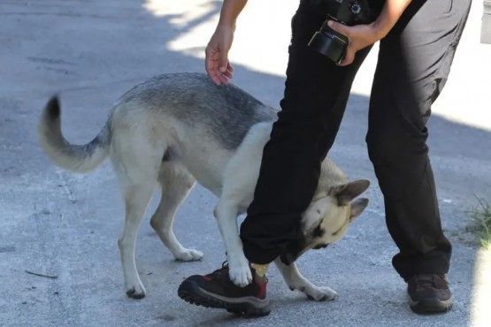 Innovador: conforman Unidad Centinela sobre mordeduras de perros