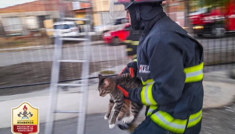 Bomberos rescataron a un gato atrapado 