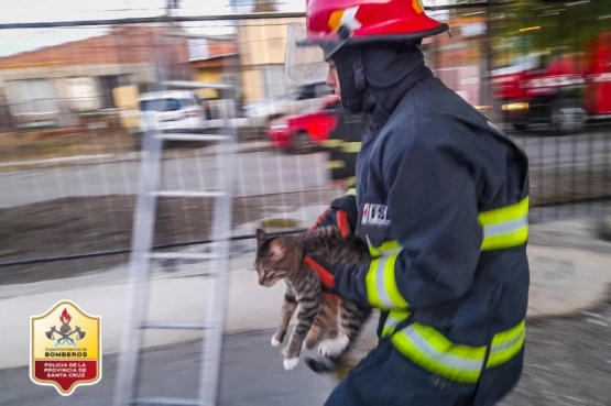 Bomberos rescataron a un gato atrapado 