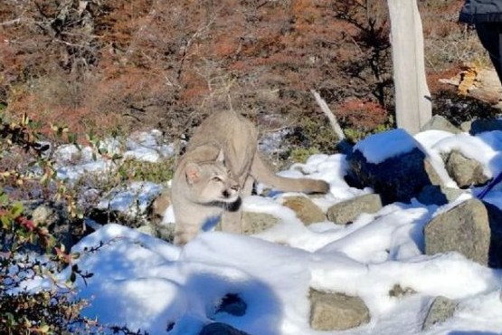 Un puma sorprendió a turistas que paseaban en El Chaltén