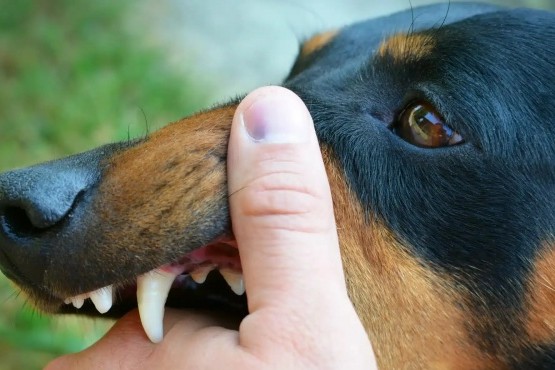 Abrieron una Unidad Centinela para mordeduras de perros en el SAMIC