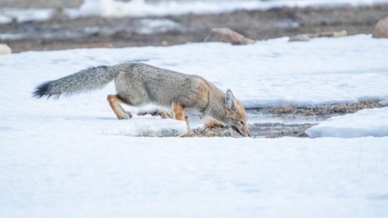 Invierno en Patagonia y la resiliencia de la fauna