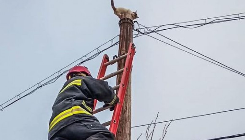 Rescataron a un gato atrapado en un poste de energía