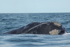 Comienzan a llegar las ballenas a Santa Cruz