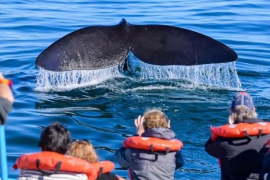 Puerto Pirámides abre la temporada de Ballenas