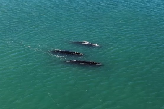 Tres ballenas brindaron un gran espectáculo en Punta Loyola