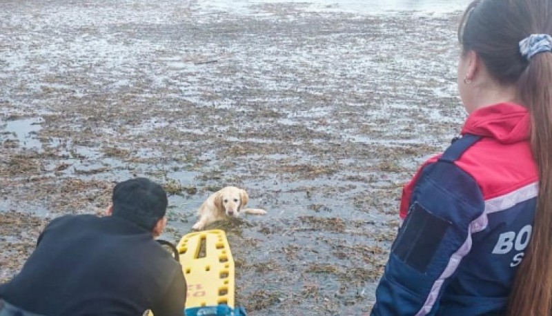 Bomberos rescataron a un perro atrapado en una laguna