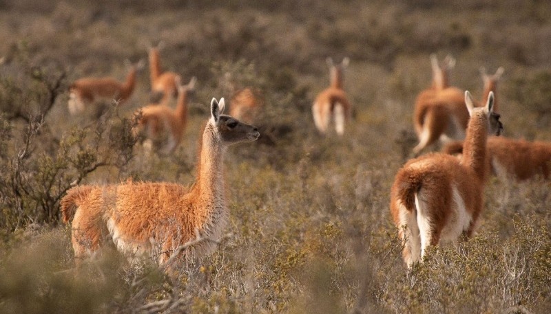 Guanacos en la Patagonia. Crédito: Belén Etchegaray.