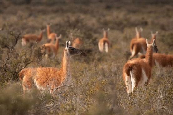 Guanacos en la Patagonia. Crédito: Belén Etchegaray.