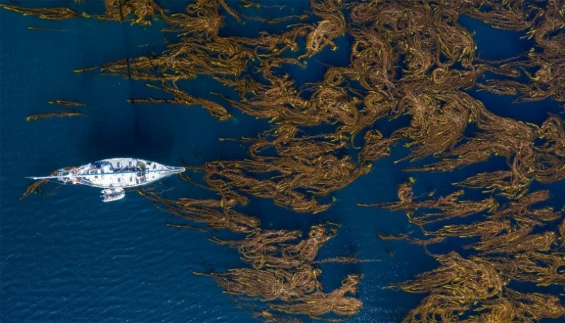 Bosques de Macroalgas de la Patagonia Argentina (Foto Cristian Lagger, Director Científico de Fundación Por el Mar)