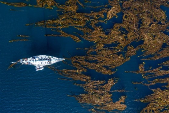 Bosques de Macroalgas de la Patagonia Argentina (Foto Cristian Lagger, Director Científico de Fundación Por el Mar)