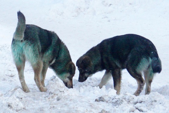 Alertan sobre las consecuencias de las bajas temperaturas en los animales