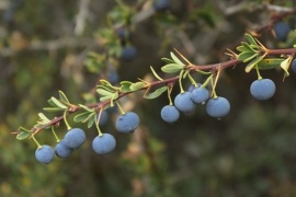 Declaran al calafate como fruto oficial de Santa Cruz para poder regular su cosecha