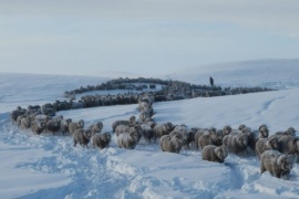 Nevadas: la batalla silenciosa que enfrentan los productores ovinos