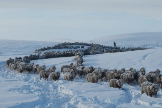 Nevadas: la batalla silenciosa que enfrentan los productores ovinos