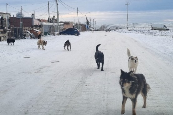 Perros callejeros en Río Gallegos. (JCC)