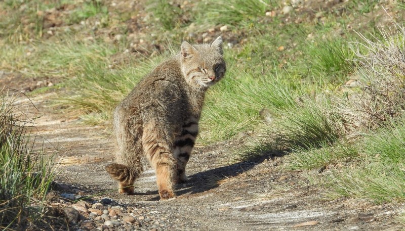 Gato de Pajonal.