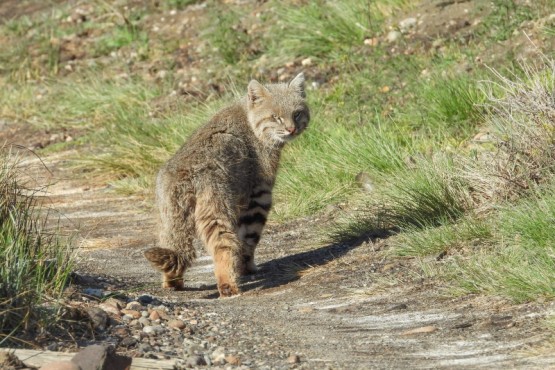 Gato de Pajonal.