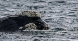 El proyecto “Caleta Olivia, ciudad de las Ballenas” busca la habilitación de los avistajes