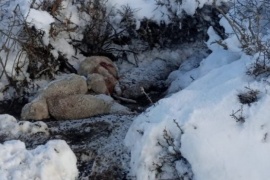 La dura realidad que aparece en el campo con el deshielo