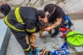 Rescataron a un perro atrapado entre dos paredes