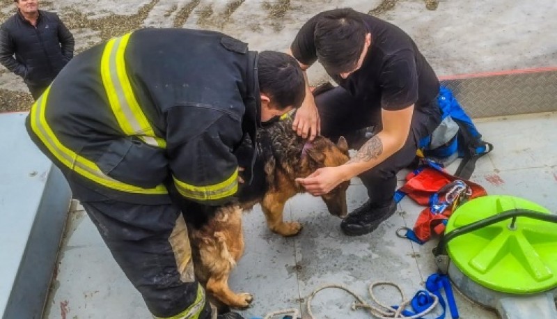 Rescataron a un perro atrapado entre dos paredes 