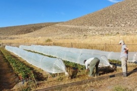 El caso Ecolysium: O de como la ciencia llega a colocar una serie de bacterias de la Patagonia al servicio de la producción