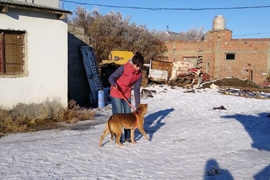 Valoraron el trabajo de voluntarios que pasean a los perros que esperan ser adoptados  