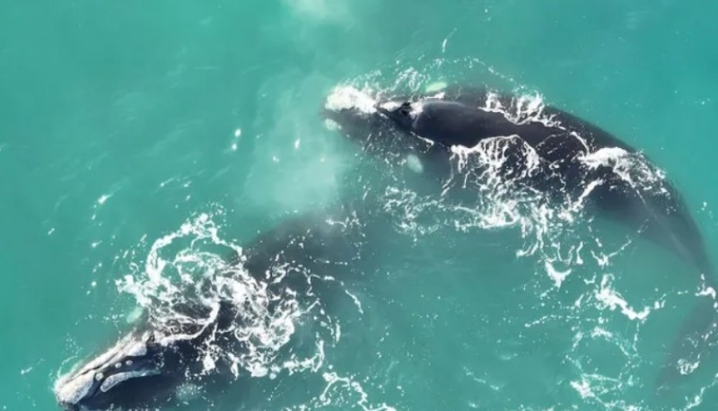 Fascinante espectáculo de tres especies de ballenas en Caleta Olivia