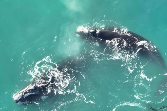 Fascinante espectáculo de tres especies de ballenas en Caleta Olivia