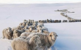 Nación declaró la emergencia agropecuaria en Santa Cruz